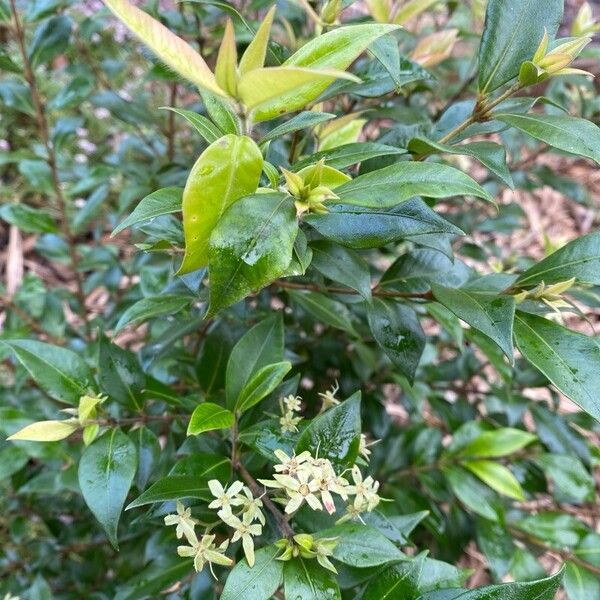 Carrol (Backhousia myrtifolia)