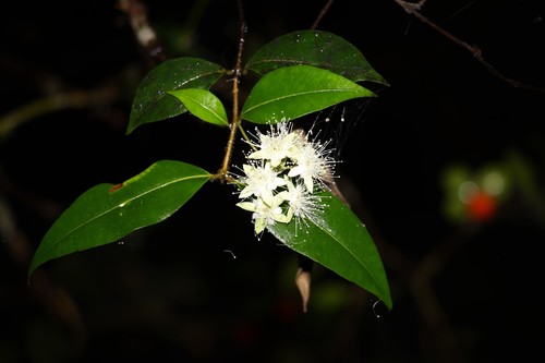 Carrol (Backhousia myrtifolia)