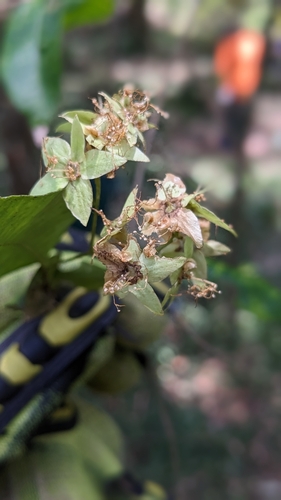 Carrol (Backhousia myrtifolia)