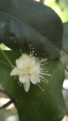 Carrol (Backhousia myrtifolia)