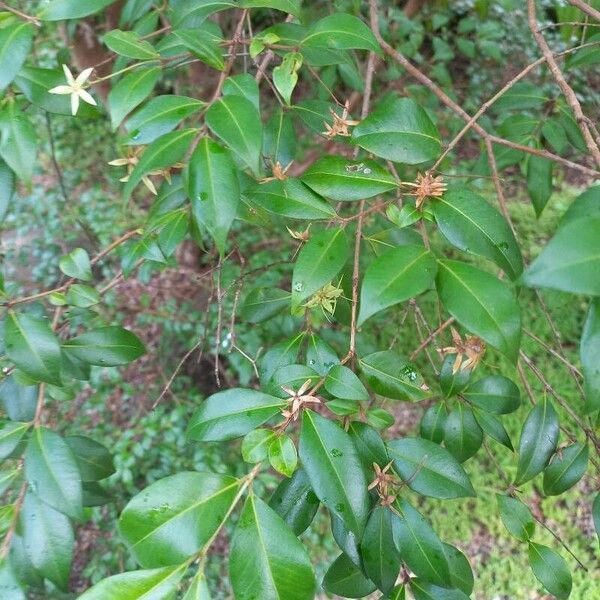 Carrol (Backhousia myrtifolia)