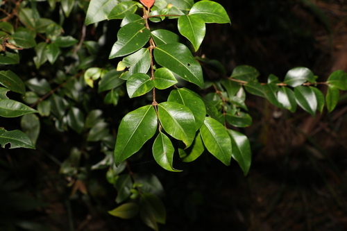 Carrol (Backhousia myrtifolia)