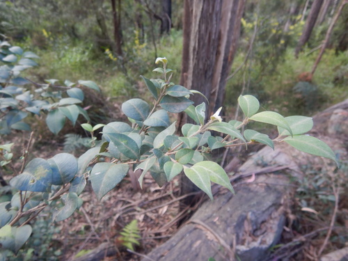 Carrol (Backhousia myrtifolia)