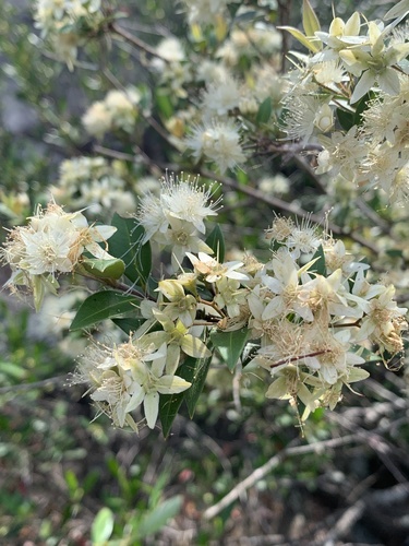 Carrol (Backhousia myrtifolia)