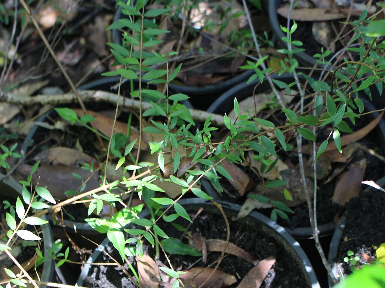 Backhousia oligantha: Backhousia oligantha, labelled at Raintrees Botanic Gardens, Diamond Beach, NSW, Australia