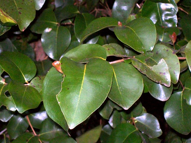 Boomerang tree: Shatterwood growing next to Thunderbolts Way, near Gloucester, NSW