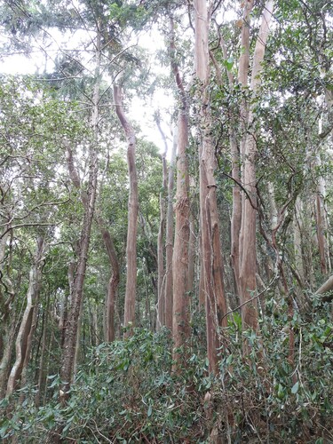 Giant ironwood (Backhousia subargentea)