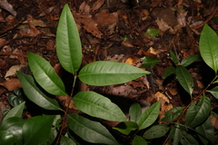 Giant ironwood (Backhousia subargentea)