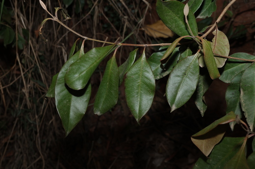 Giant ironwood (Backhousia subargentea)