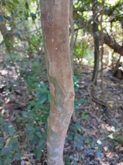 Giant ironwood (Backhousia subargentea)