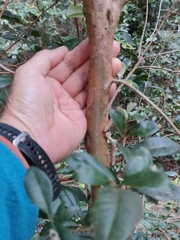Giant ironwood (Backhousia subargentea)