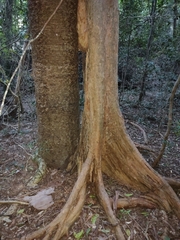 Giant ironwood (Backhousia subargentea)