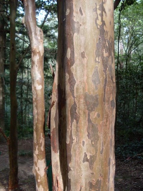 Giant ironwood: Choricarpia subargentea, trunk