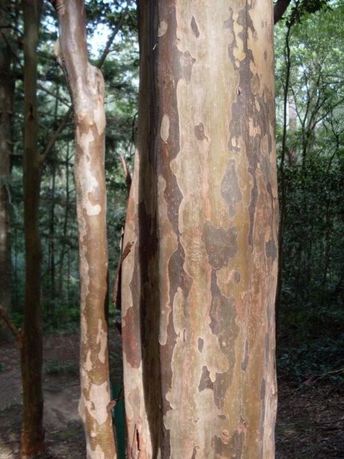 Giant ironwood: Choricarpia subargentea, trunk