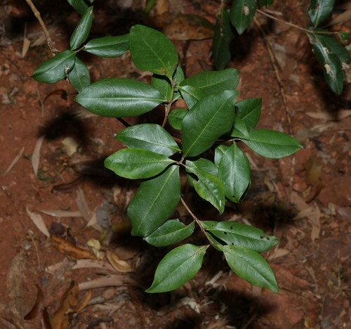 Giant ironwood (Backhousia subargentea)