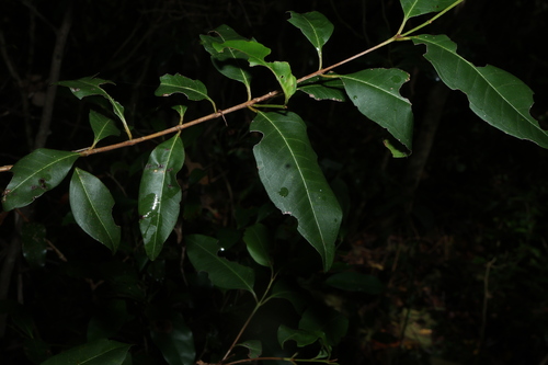 Giant ironwood (Backhousia subargentea)