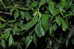 Giant ironwood (Backhousia subargentea)