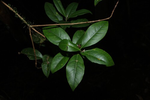 Giant ironwood (Backhousia subargentea)