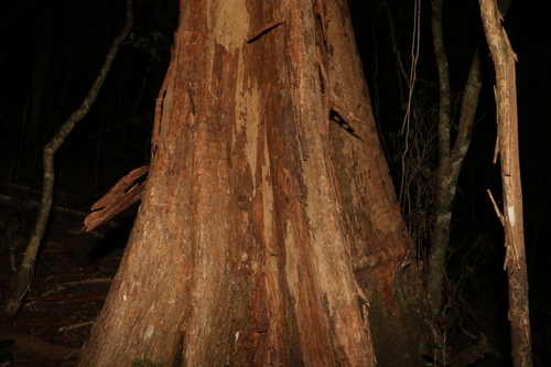 Giant ironwood (Backhousia subargentea)