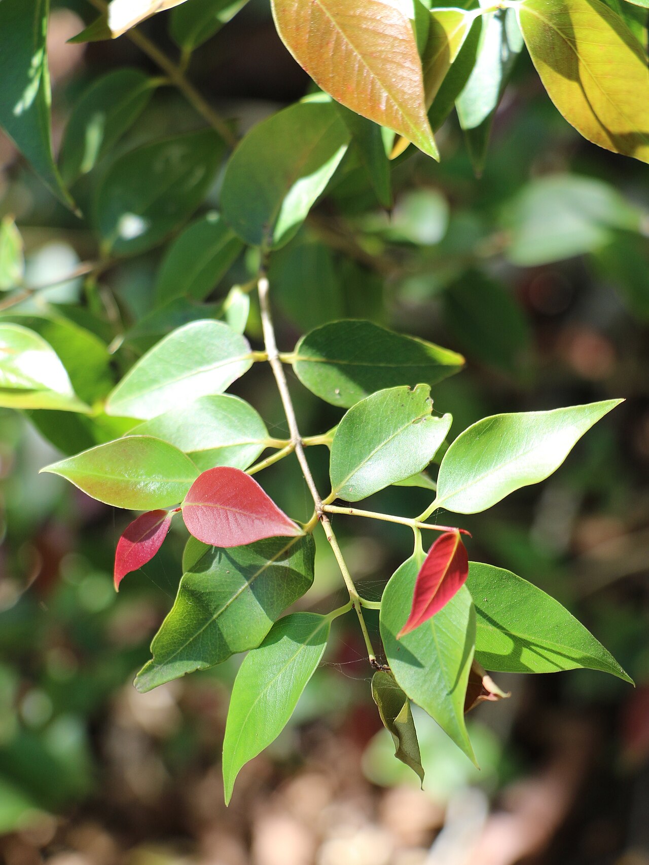 Backhousia tetraptera: Backhousia tetraptera new growth