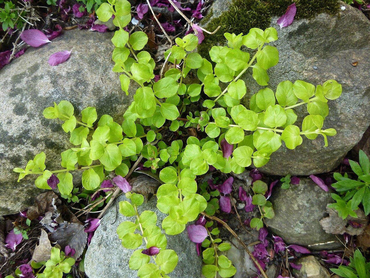 Brahmi: Lysimachia nummularia