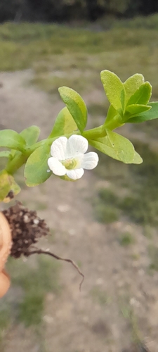 Brahmi (Bacopa crenata)