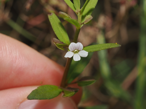 Bacopa floribunda (Bacopa floribunda)