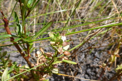 Bacopa floribunda (Bacopa floribunda)