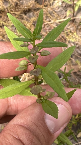 Bacopa floribunda (Bacopa floribunda)