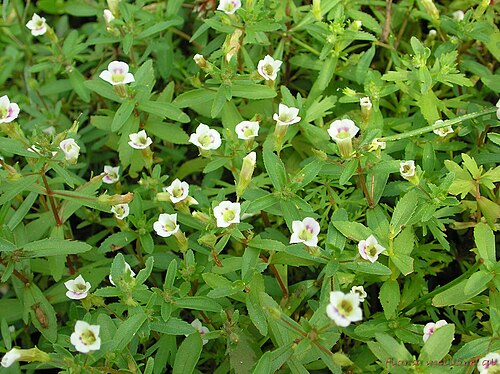Bacopa floribunda: Family: Scrophulariaceae Synonym: Herpestis floribunda, Monniera floribunda. Distribution: In wet sandy soil near coast. Found in Peninsular India, Sri Lanka, J
