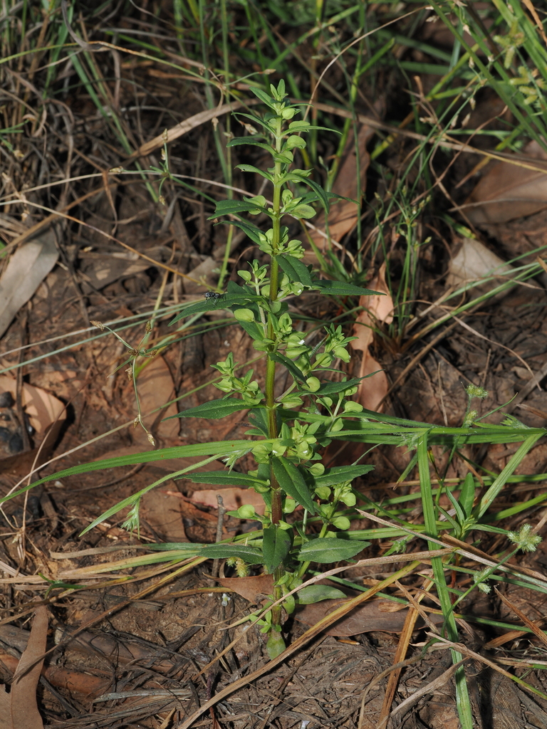 Bacopa floribunda (Bacopa floribunda)