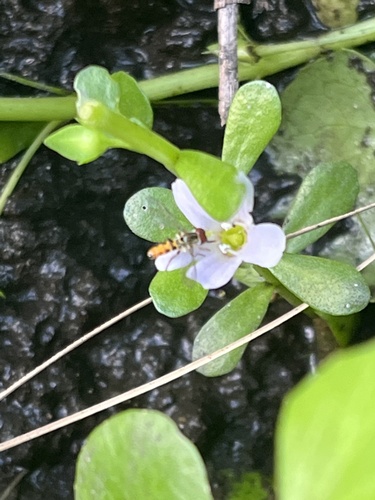 Water hyssop (Bacopa monnieri)