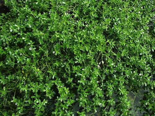Water hyssop: ʻAeʻae or Water hyssop Plantaginaceae (Plantain family) Indigenous to the Hawaiian Islands Oʻahu (Cultivated) The whole herb is used medicinally in India in a v