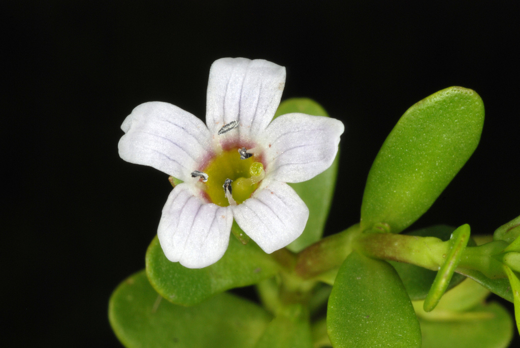 Water hyssop (Bacopa monnieri)