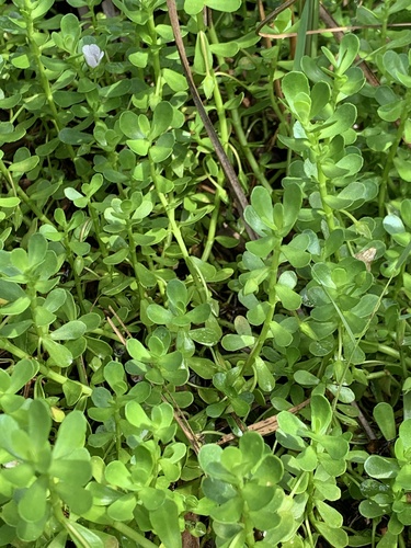 Water hyssop (Bacopa monnieri)