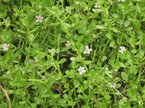 Water hyssop (Bacopa monnieri)