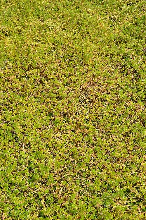 Water hyssop: Photographs at The Agri-Horticultural Society of India, Alipore in Kolkata.