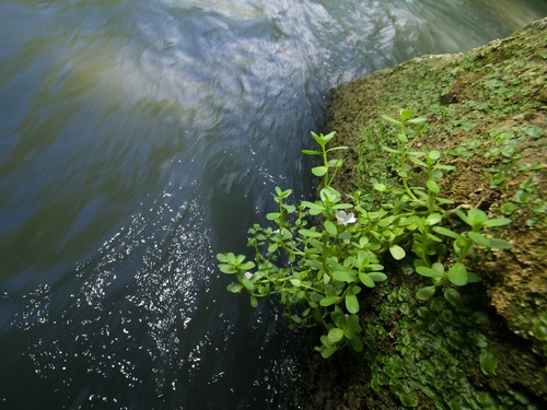 Water hyssop (Bacopa monnieri)