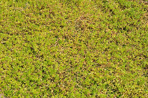 Water hyssop: Photographs at The Agri-Horticultural Society of India, Alipore in Kolkata.
