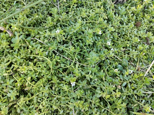 Water hyssop (Bacopa monnieri)