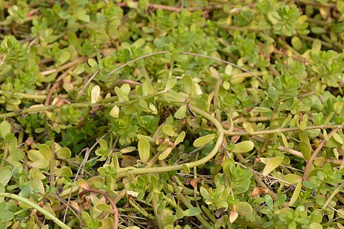 Water hyssop: Photographs at The Agri-Horticultural Society of India, Alipore in Kolkata.