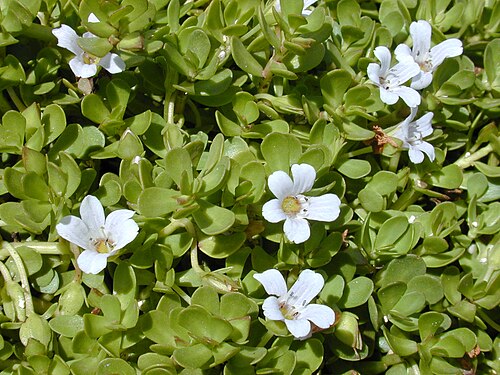 Water hyssop: Bacopa monnieri (flowers and leaves). Location: Maui, Kanaha Beach, stream outlet