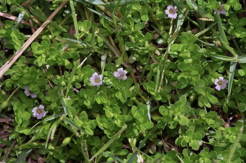 Water hyssop (Bacopa monnieri)