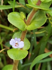 Bacopa salzmannii (Bacopa salzmannii)