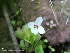 Bacopa salzmannii (Bacopa salzmannii)