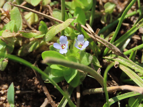 Bacopa salzmannii (Bacopa salzmannii)