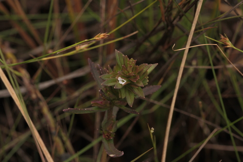 Bacopa sessiliflora (Bacopa sessiliflora)
