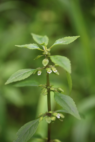Yerba de culebra (Bacopa stricta)