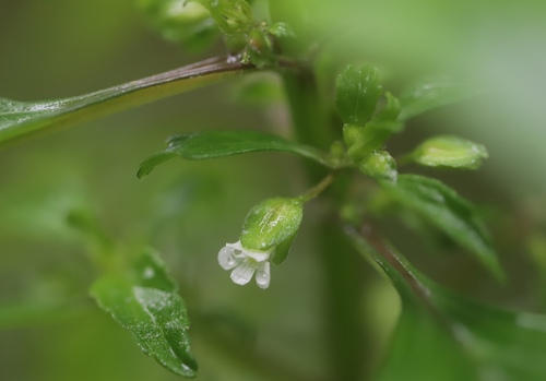 Yerba de culebra (Bacopa stricta)
