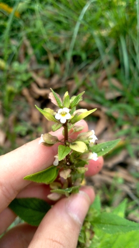 Yerba de culebra (Bacopa stricta)